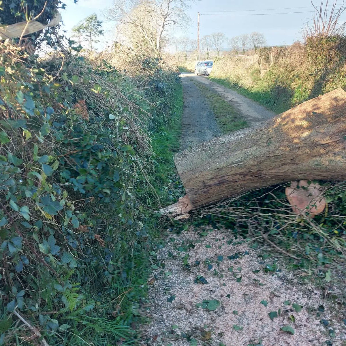 Tree_Lads tweet picture
