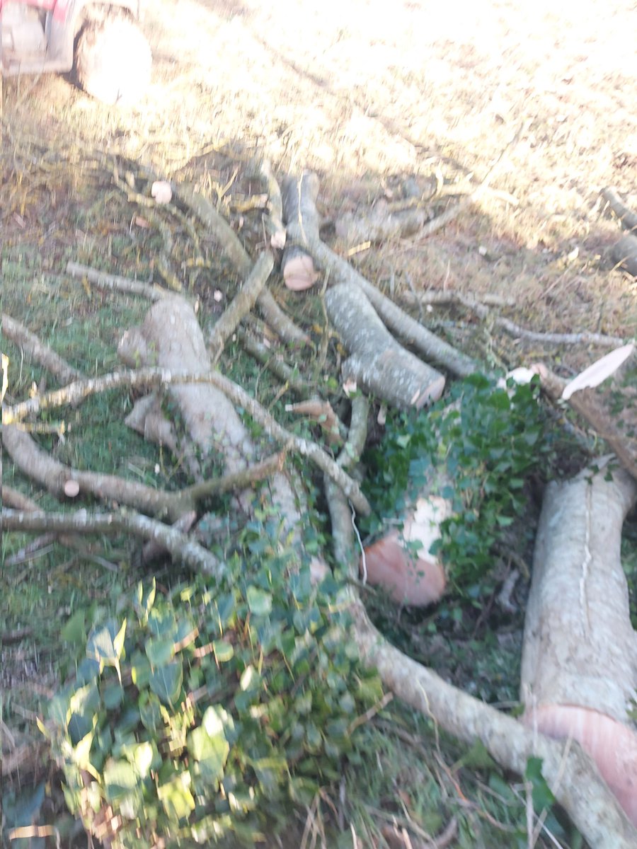 Tree_Lads tweet picture