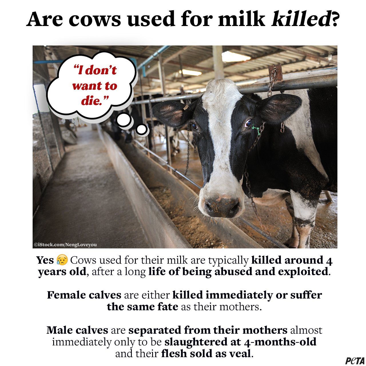 Cow's Milk A Cruel And Unhealthy Product PETA, 47 OFF