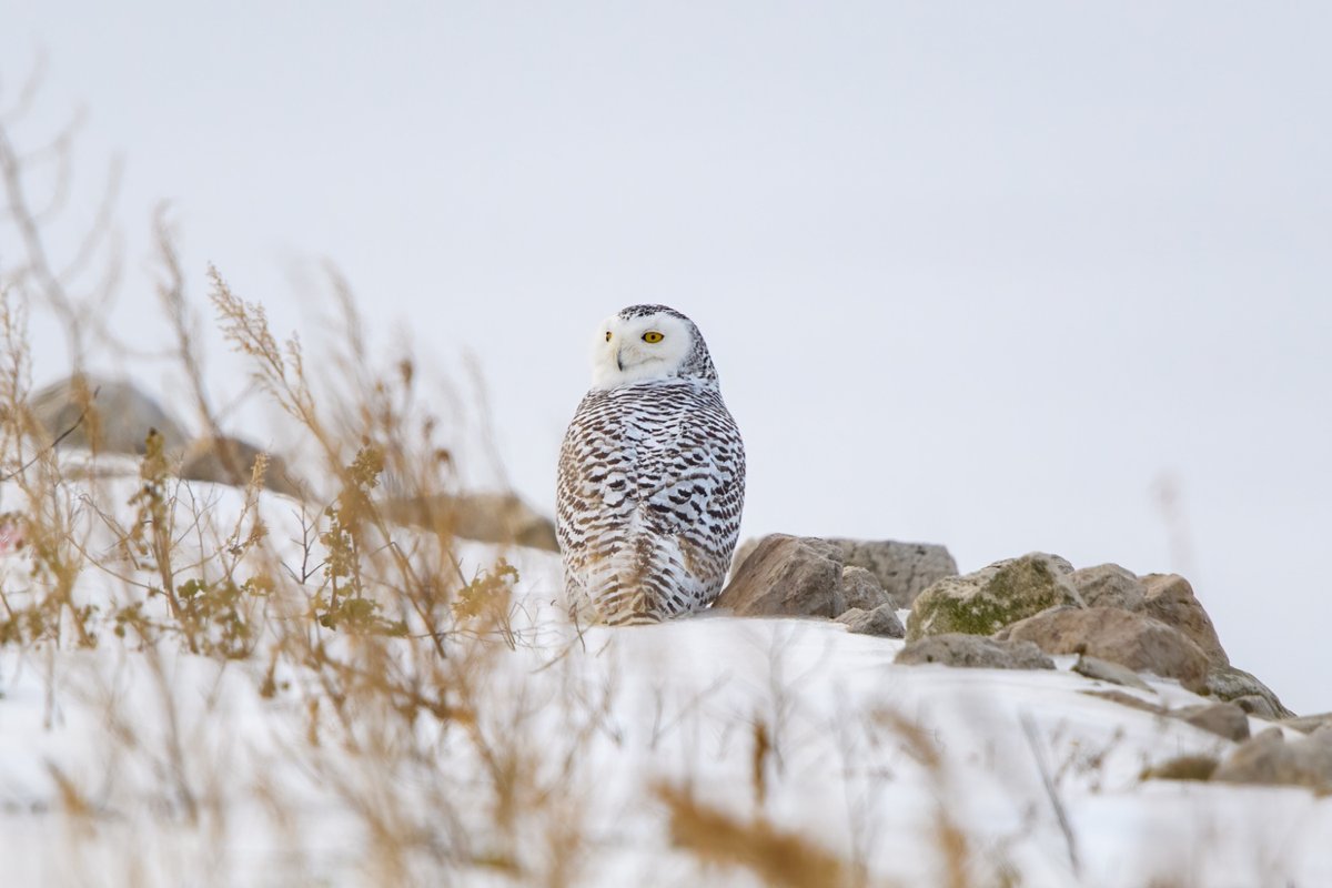 A snowy owl before sunrise, photographed by Kim Meisinger in Muskegon, MI. #birding #birders #birdphotography #birdphotos #birdwatching #wildlife #wildlifephotography