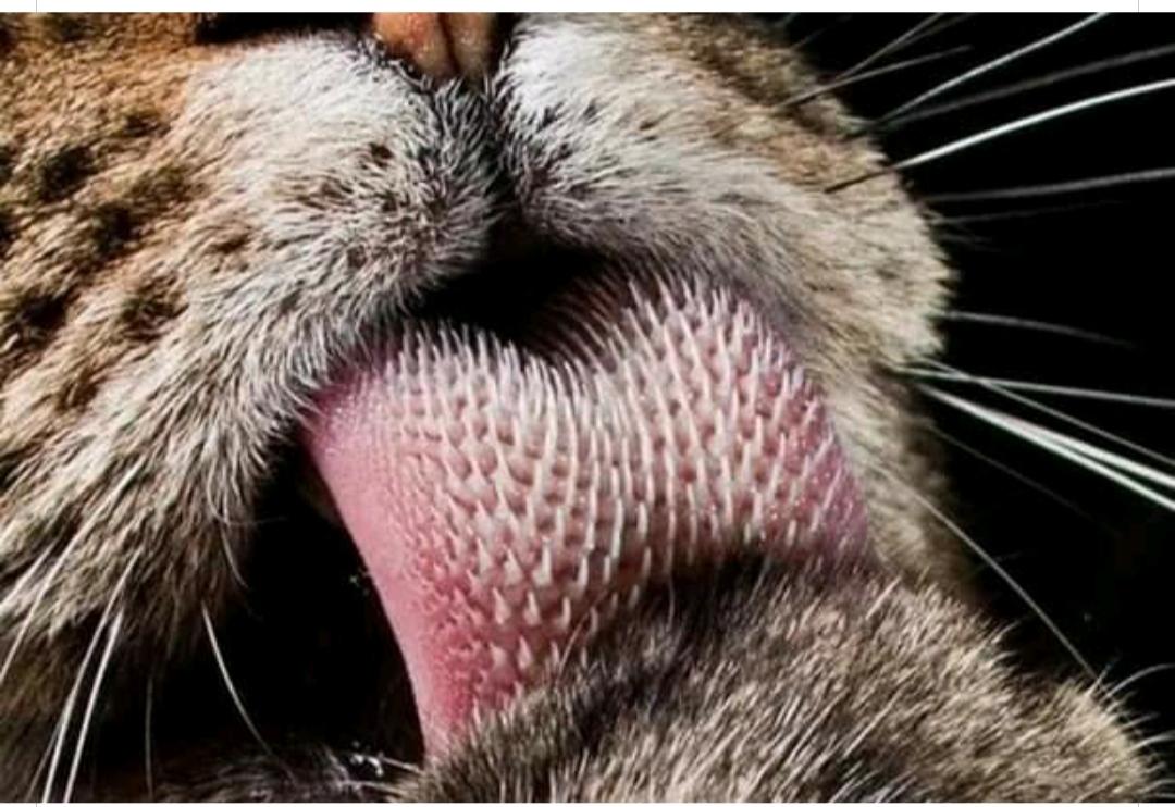 La lengua del tigre es tan fuerte que incluso puede quitar la piel de su presa. Ha sido calificada como la "segunda lengua más peligrosa del mundo", claro, después de la de <a href="/petrogustavo/">Gustavo Petro</a>