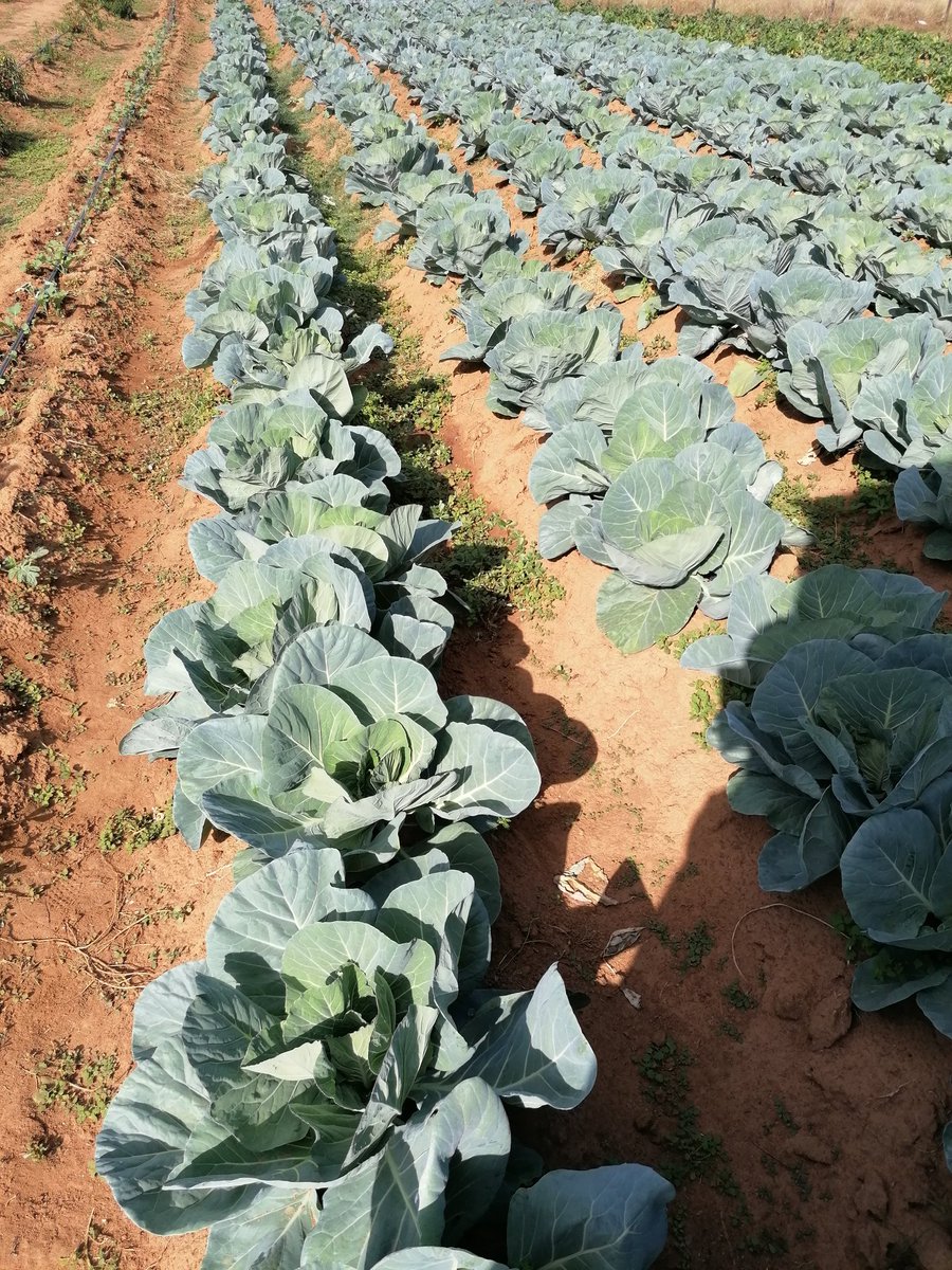 OdeeTeseletso's tweet photo. Are you into farming (vegetable production, dry land farming, herbs production) and struggling to produce? Let us technically assist and mentor you and your team for the best results. 
WE DO CROPPING PLANS, INTERGRATED PEST MANAGEMENT/CONTROL,AND SEEDLINGS PRODUCTION. Please RT🙏🏾 https://t.co/52WFbgexh6
