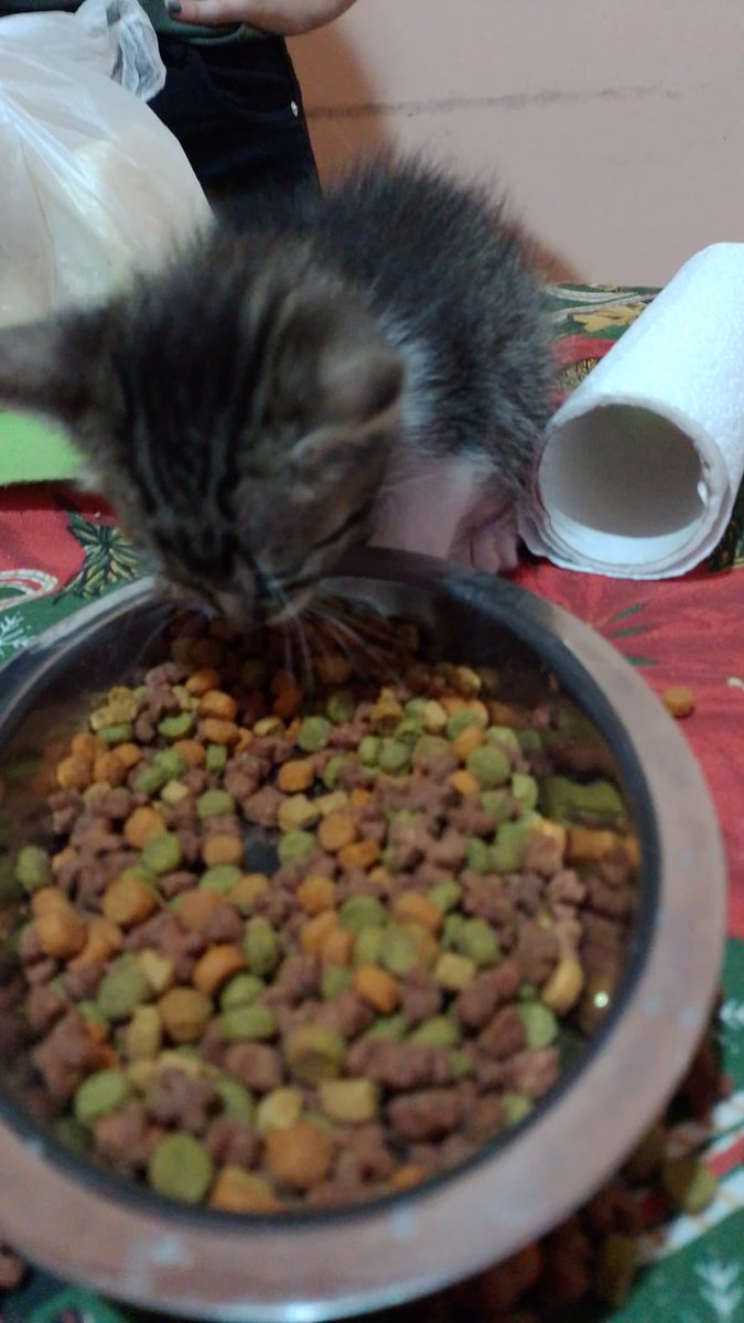CaninoCorazon's tweet photo. Urgente, se necesita tránsito para este gatit@, lo tiraron recién en un domicilio! Esta en Banfield. Contacto 11 2516-0247 https://t.co/AxYSwRVIiK
