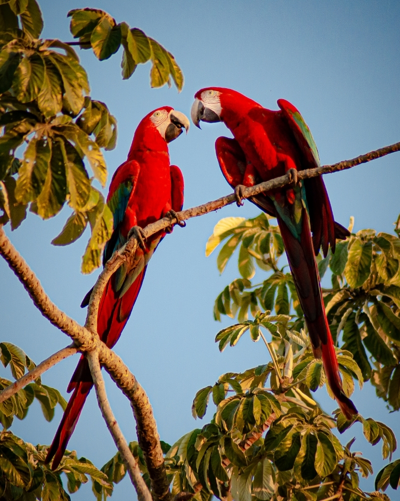 A little red &amp; green in honor of Christmas! 🎄Scarlet macaws photographed by Thiago Franco in Pantanal, Mato Grosso do Sul, Brazil. #birding #birders #birdwatching #birdphotography #wildlife #wildlifephotos