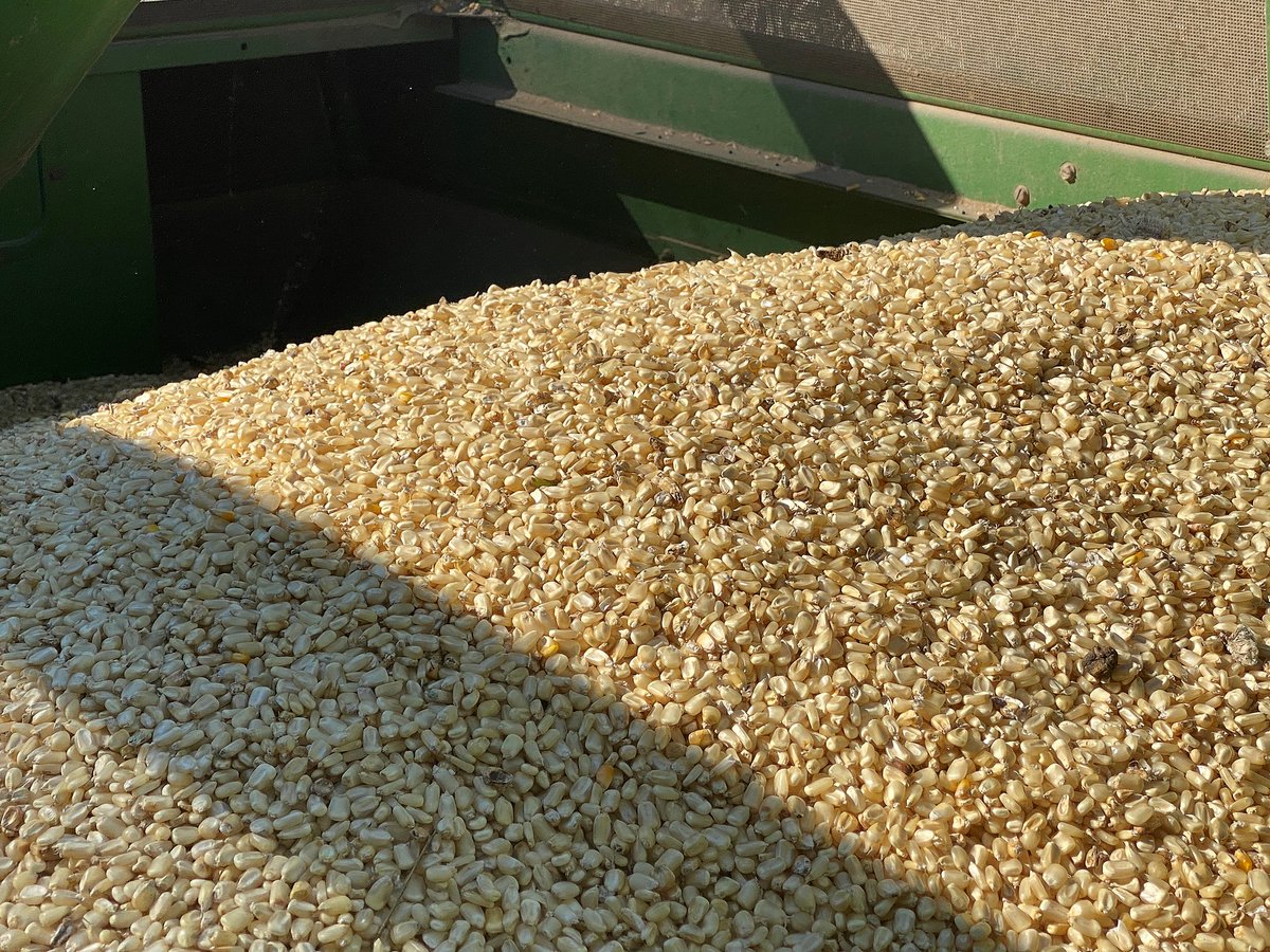 Did you know Sid’s Select™ Premium Tennessee Butcher's® Bourbon is made from #Sevierville heirloom corn and was tempered with pure English Mountain Springwater? 

At #OldTNDistilling, we expect only the best which is why our products are truly farm-to-bottle 💚🌽
