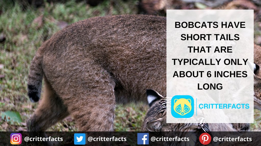 critterfacts's tweet photo. Their bobbed tails are what inspired their name!
.
.
.
#critterfacts #critter #facts #bob #cat #bobcat #tail #tails #taillength #length #name #wildcat #bigcat #kitty #cuteanimal #animalfacts #suprisingfacts #didyouknow https://t.co/RRKe6kkyRj
