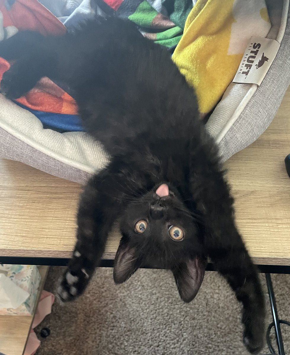 MariahgAz's tweet photo. I got a cat, and so far the best thing is witnessing all the stupid predicaments he gets himself into. This was taken 2 seconds before I had to catch him as he slipped off the desk. Meet Murphy Rex Gunderson 🐈‍⬛ https://t.co/wAR2oGnGYa