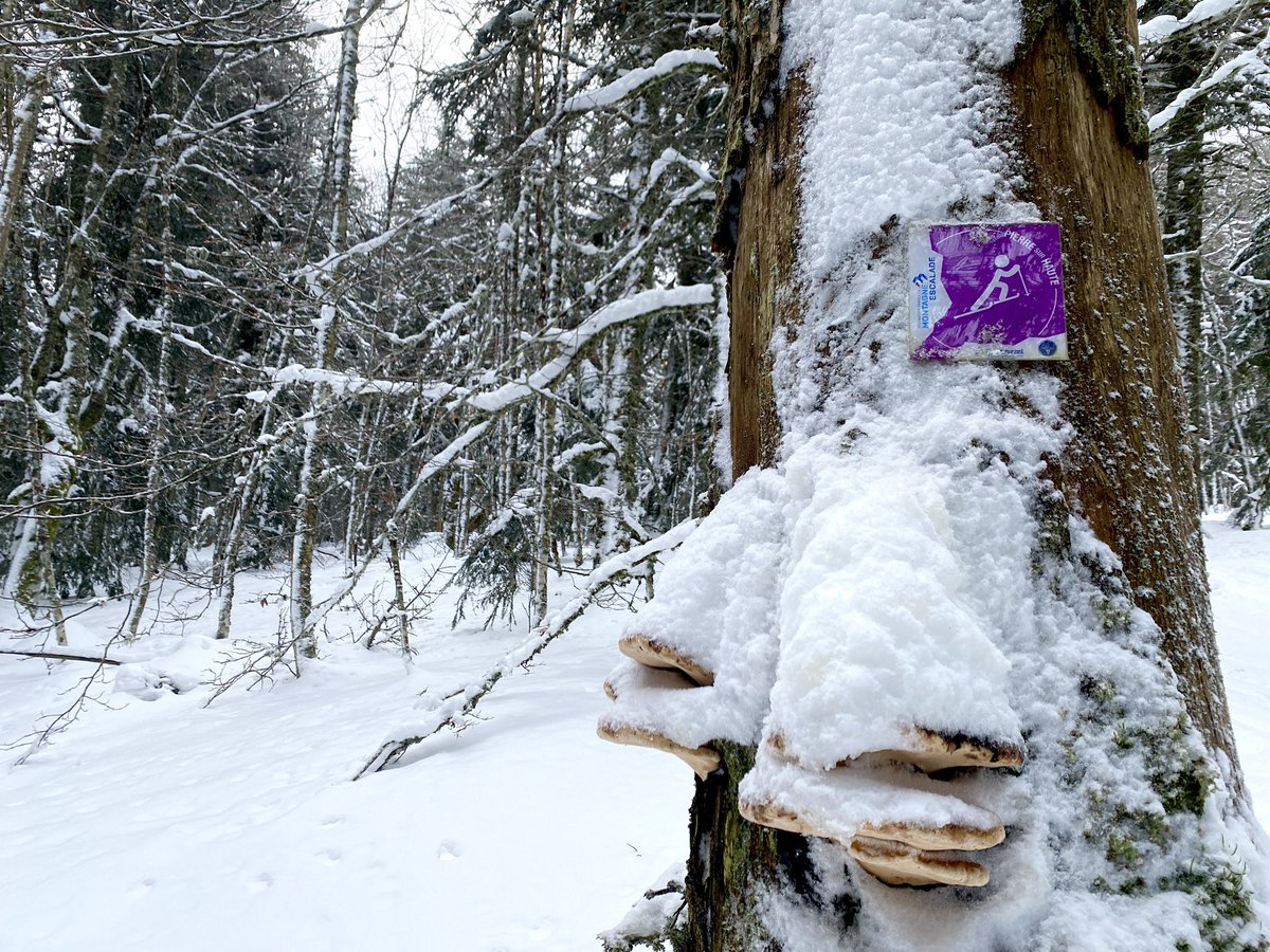 CDFFME42's tweet photo. Le parcours permanent de ski de randonnée @FFME_officiel est en place à la station de ski de Chalmazel  @Dep_Loire42 avec la neige… à vos spatules. https://t.co/a3PsvhNS9S