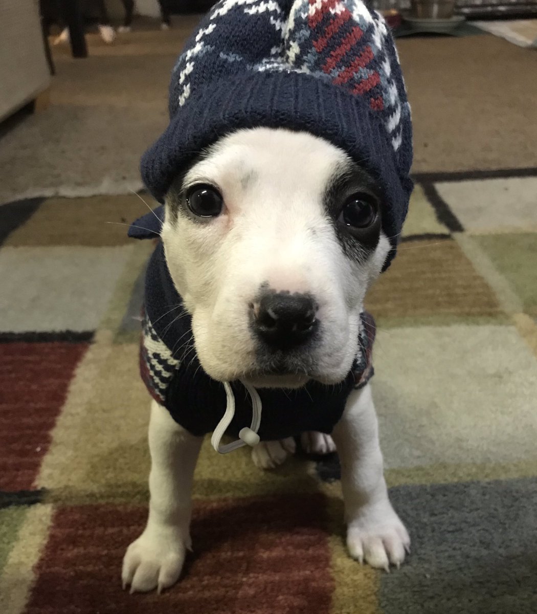 MickeyARTProd's tweet photo. @bunsenbernerbmd Baby Jozie’s first winter https://t.co/x5B3mgeSff
