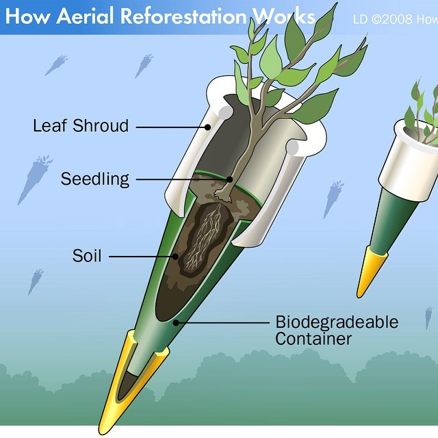 __femb0t's tweet photo. . o O ( " ARBOREAL BOMBARDMENT " ) https://t.co/Xmp3NwAZPc