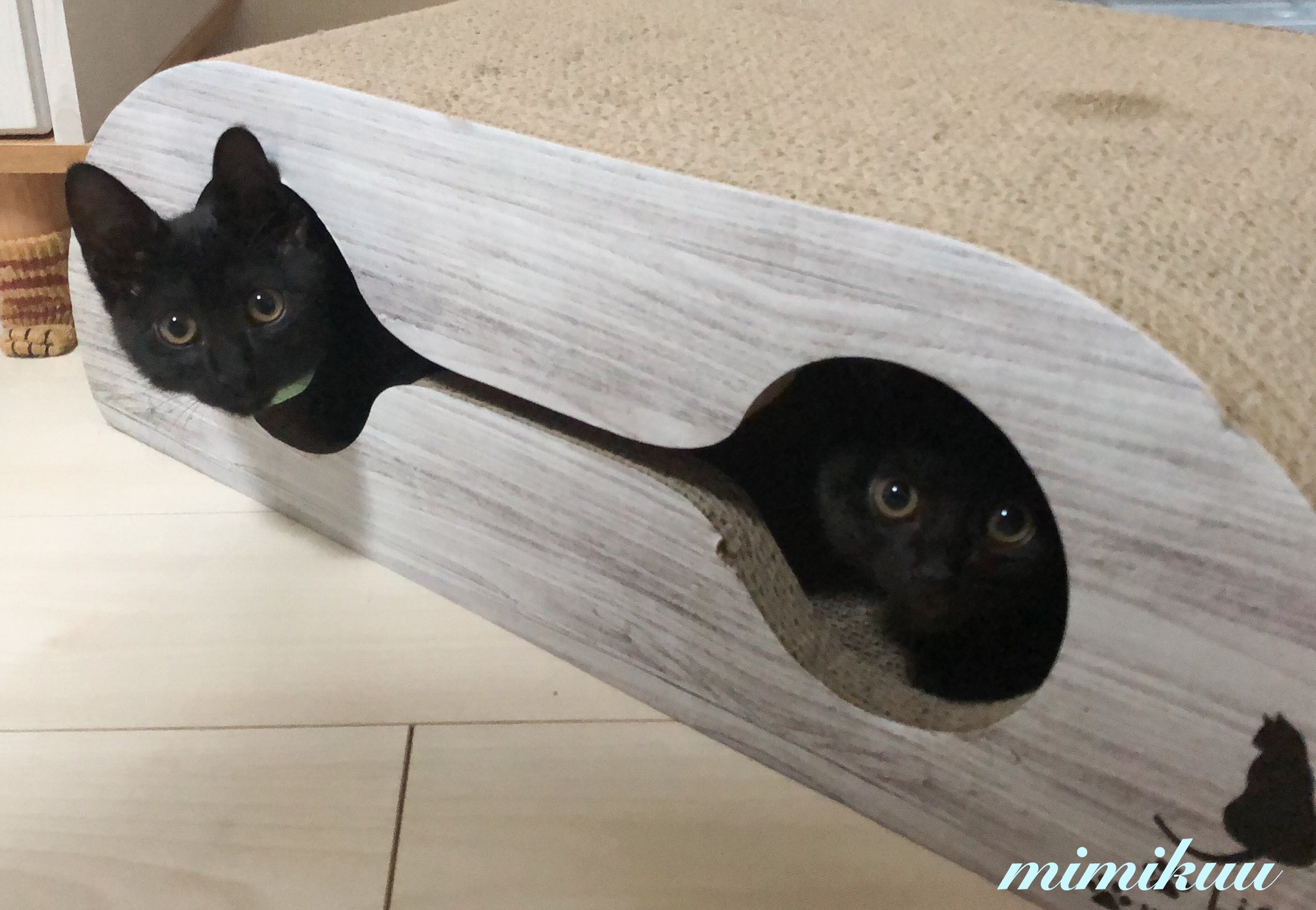 子猫可愛い Twitter Search Twitter