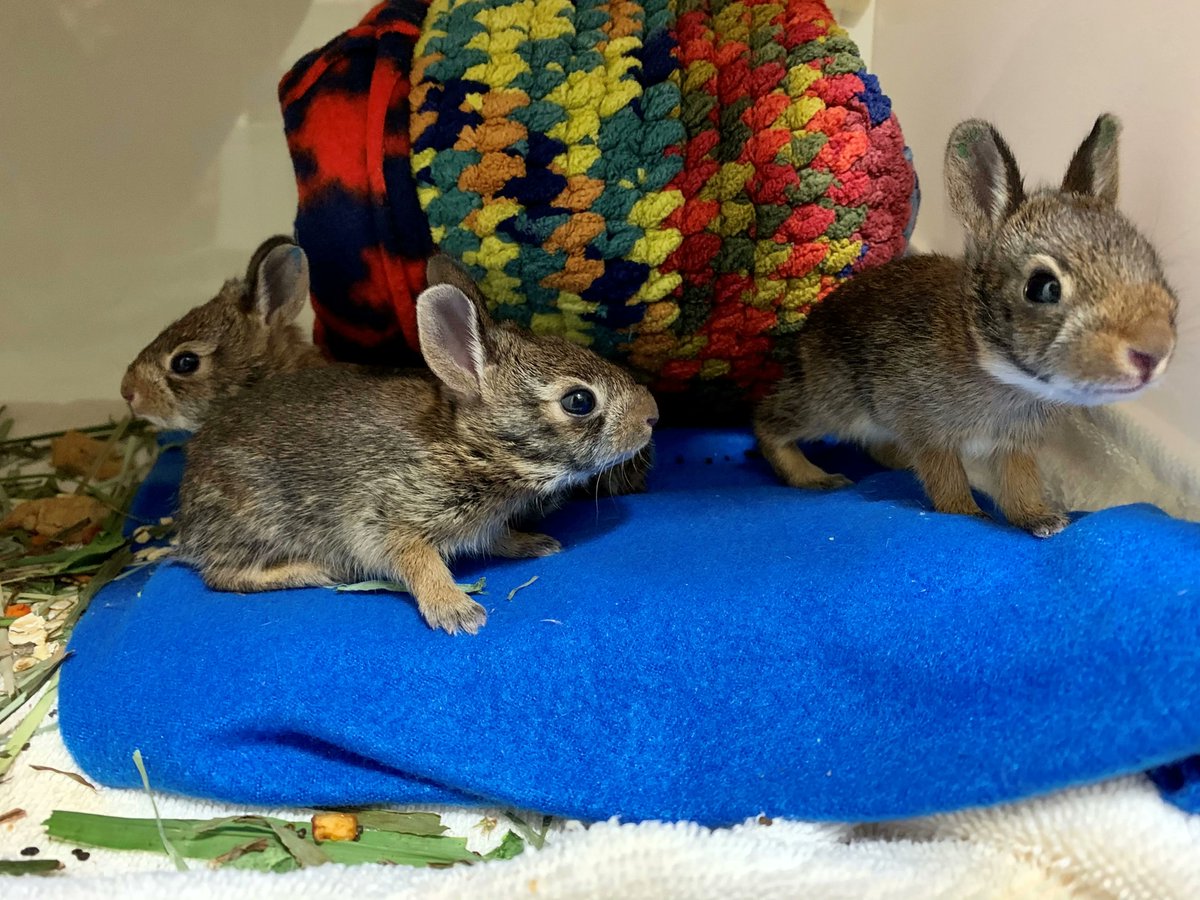 Conservancy of SWFL tweet media