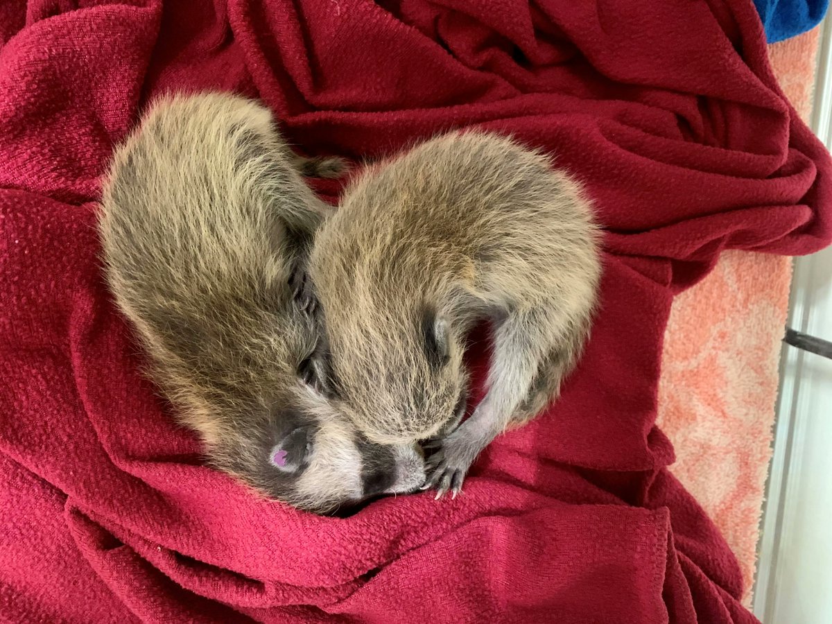 Conservancy of SWFL tweet media