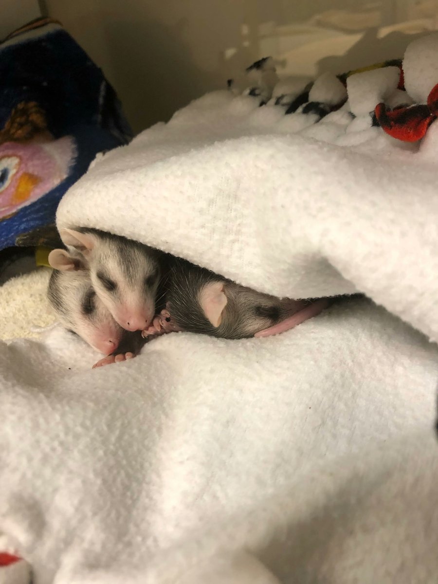 Conservancy of SWFL tweet media