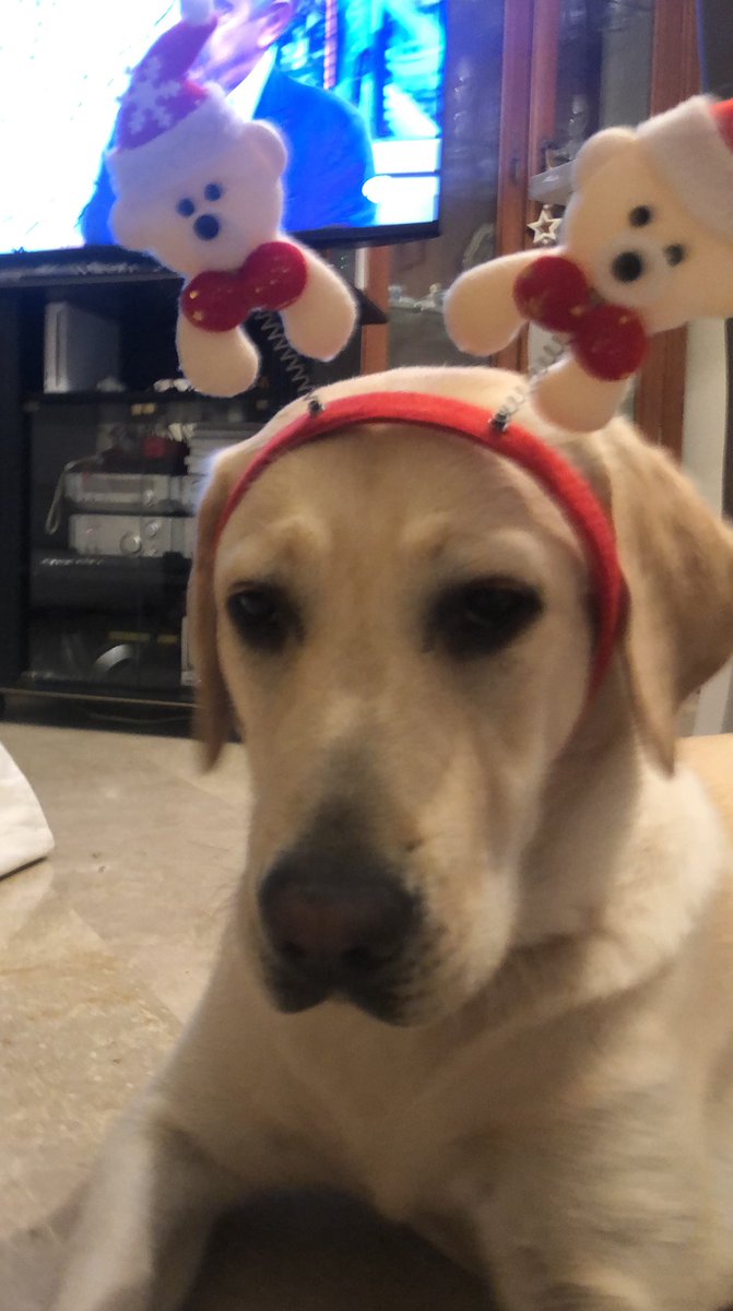 raquelgamalo's tweet photo. creo que a mi perra no me gusta la navidad https://t.co/ebs7FYePCi