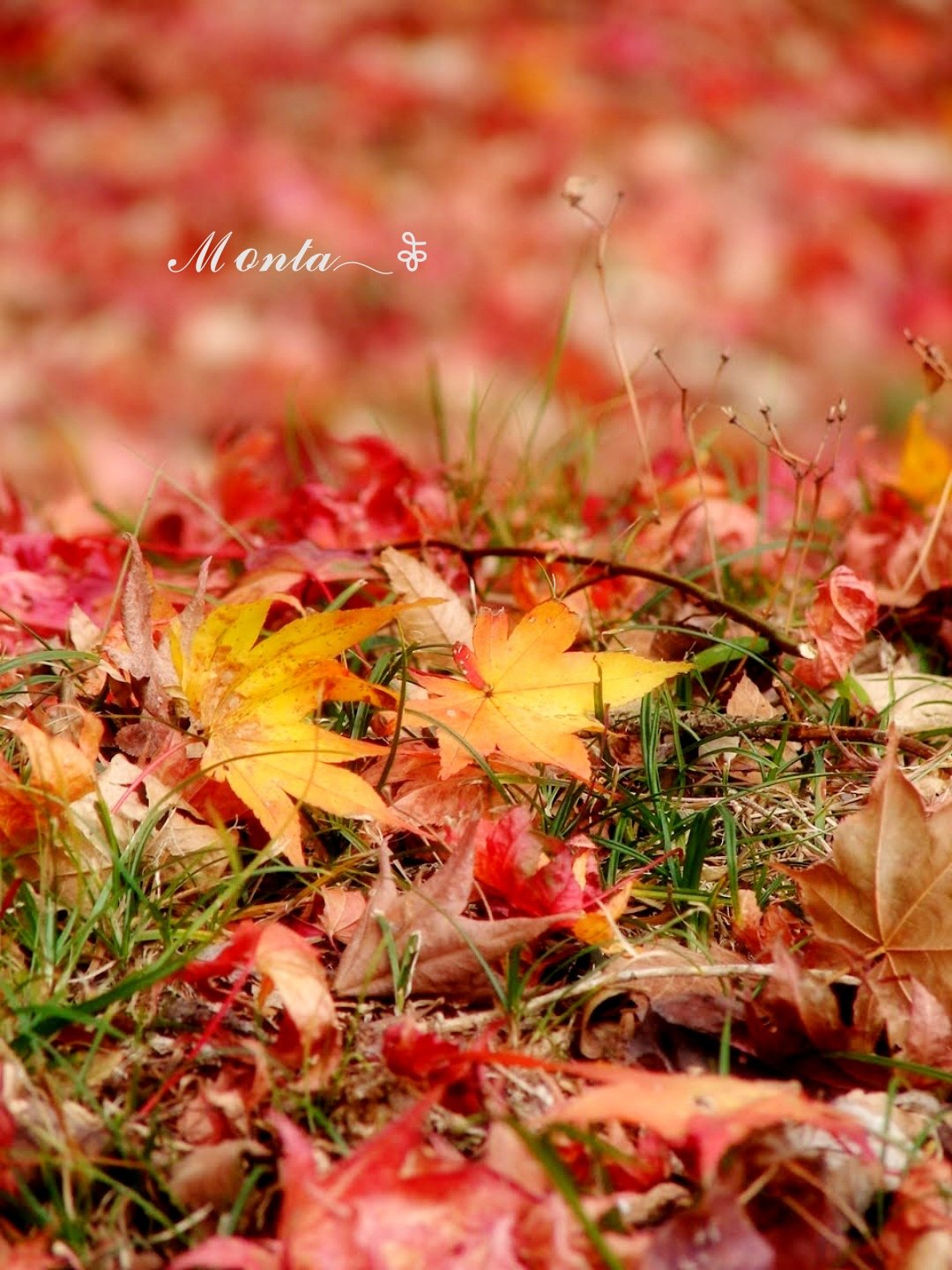 落葉 Twitter Search Twitter