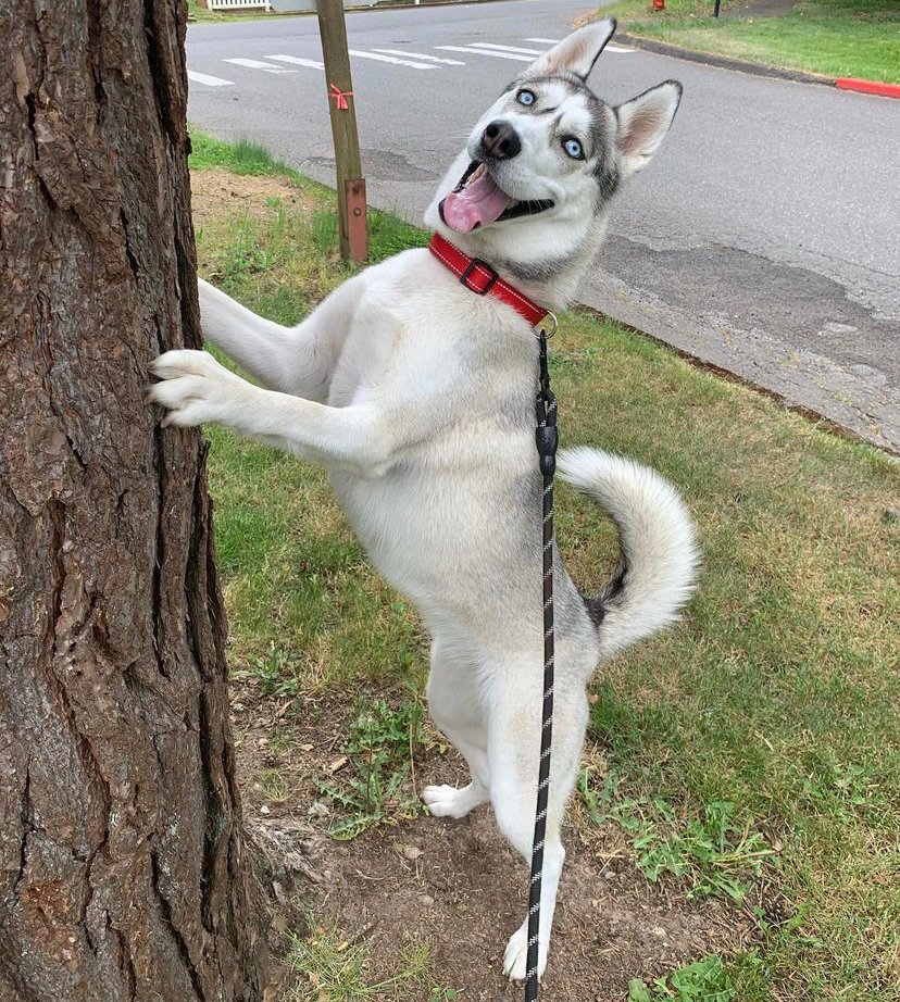 Shrek2ForDVD's tweet photo. @KYR_SP33DY Hi Speedy, I heard you were doing pet reviews. I have three :^) https://t.co/HfAD4C4H93