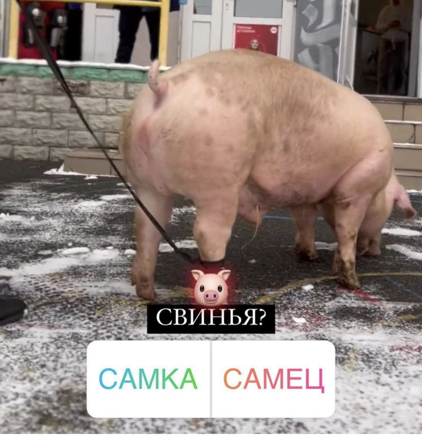 soocriingee's tweet photo. ЭТО ПИЗДЕЦ 
В Киеве далбаебы с тату салона tattoo.lamarch.kiev притащили в салон живую свинью и сказали что сделают тату на ней. В Украине действует закон за жестокое обращение с животными, поэтому зоозащитниками уже было подано заявление на это место и этих «мастеров» ⬇️ https://t.co/86OTrSHlhj