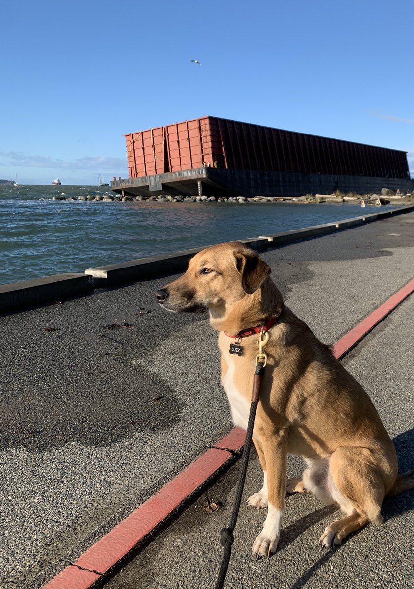 megwalsh88's tweet photo. @EnglishBayBarge meet Buzz! He’s keeping an eye out for those cranes 😎 #bargeguard https://t.co/Gi6lBEdN75