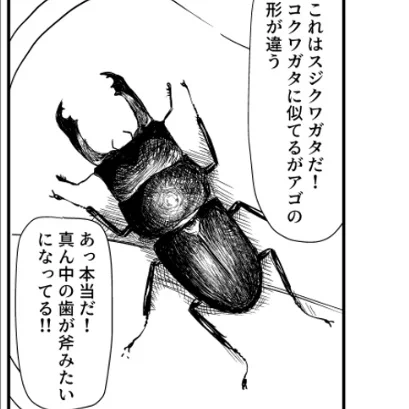 遺伝子的にはオオクワガタとコクワガタとかの方が近いらしいです 