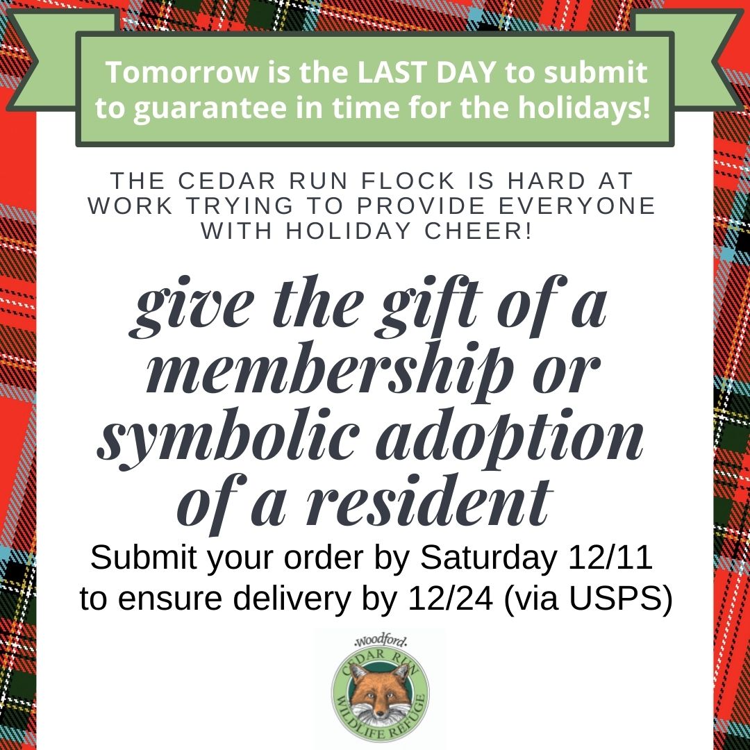 Thinking of a #uniquegift idea? Give the gift of a 1-year Membership to #CedarRun or symbolically adopt one of our Residents! Get orders in by TOMORROW, Saturday 12/11, to arrive in time to put #underthetree. cedarrun.org