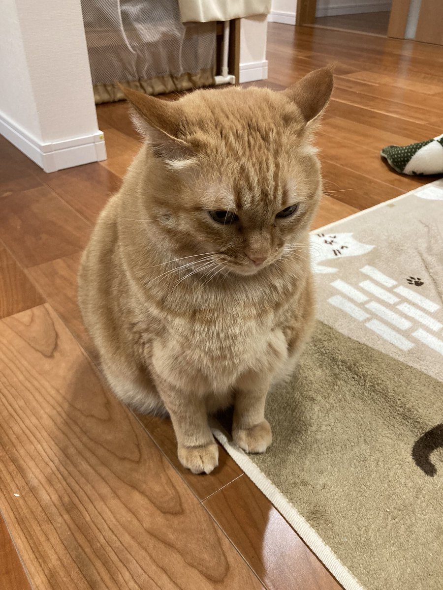怒るすずくん　#猫　#猫のいる暮らし　#デカ猫　#ご褒美デーはまたかにゃ