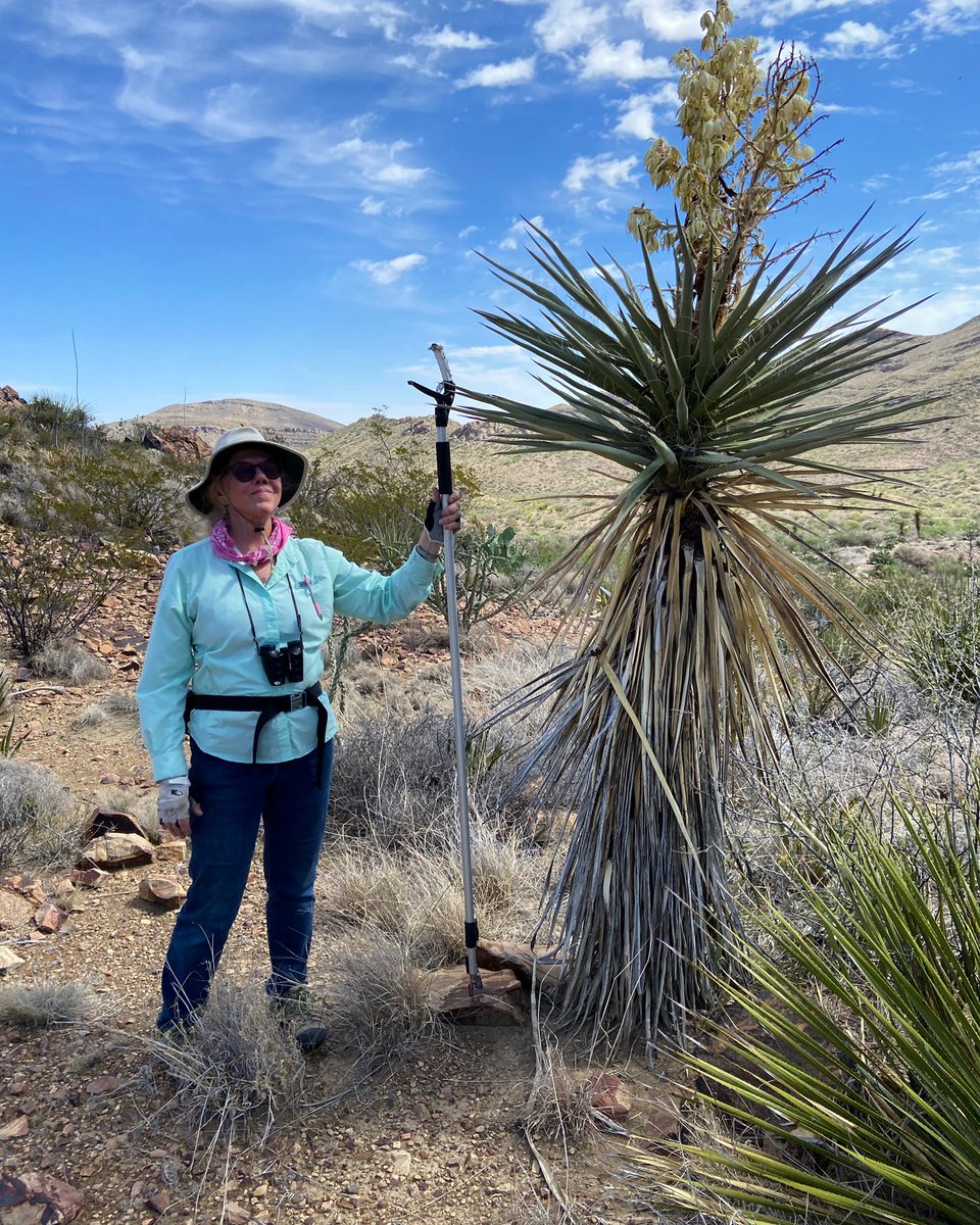 CSSG member Karen Clary with Yucca torreyi Shafer at Big Bend Ranch State Park.