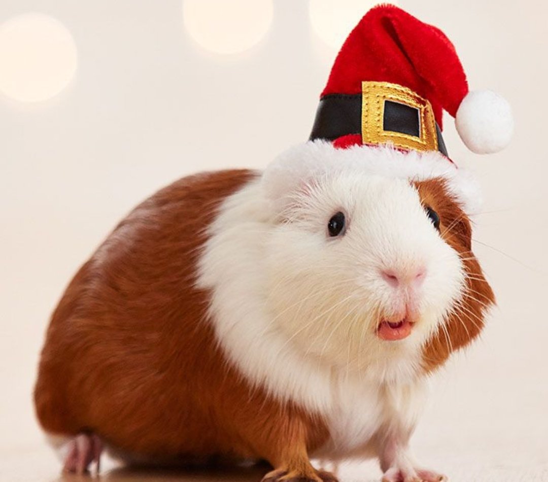 PawsomeSCR's tweet photo. We have several guinea pigs available for adoption. Please contact us for more information. https://t.co/QXufq3e3Kp