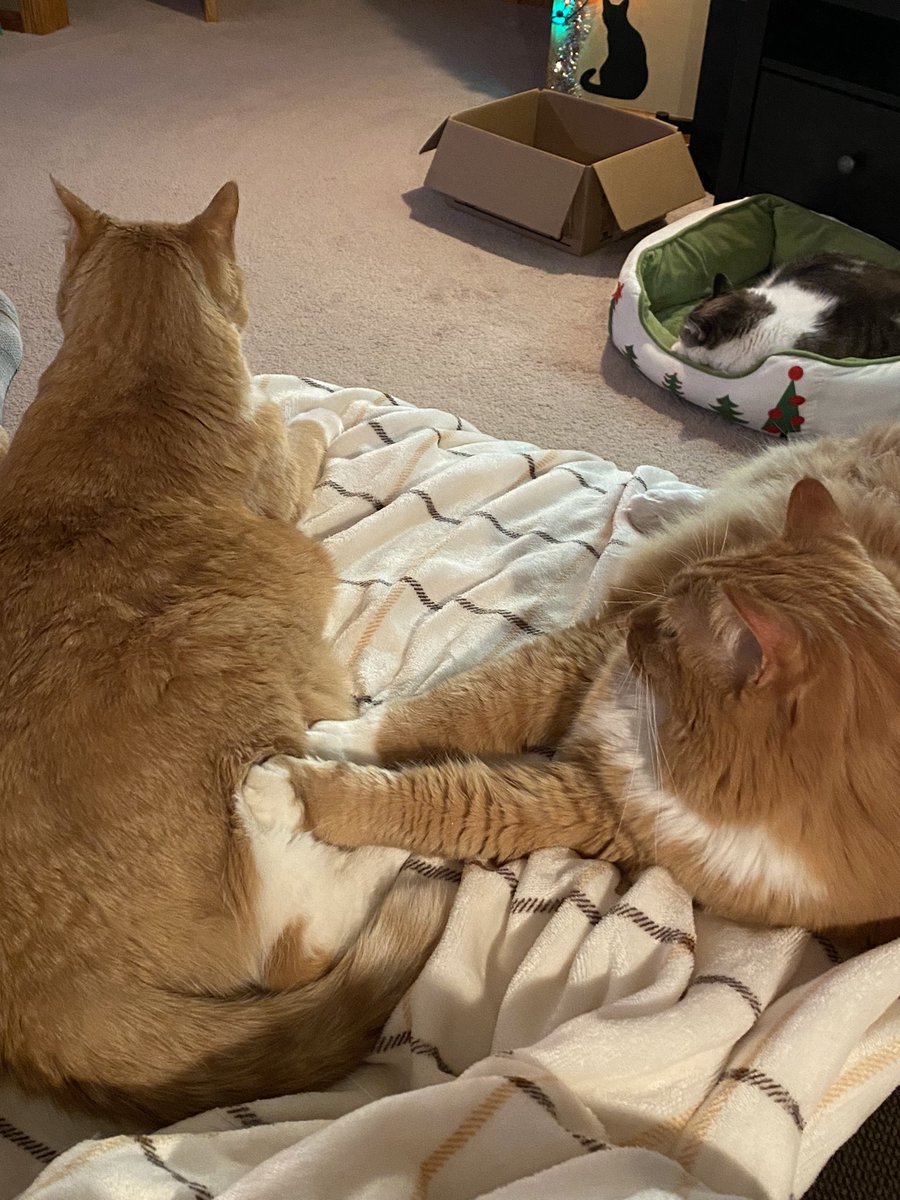 ItsMeDeaner's tweet photo. #pawsofpossession https://t.co/VTRC97jc1p