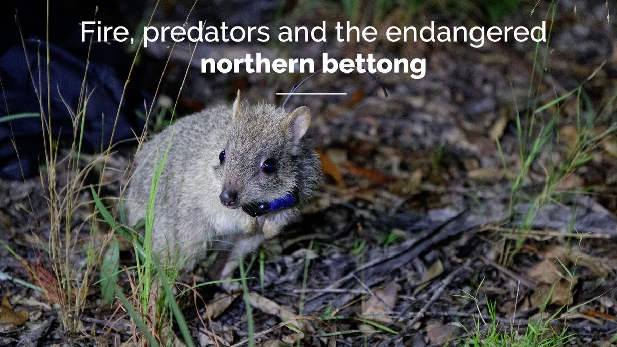 Our latest video - Fire, predators and the endangered northern bettong: youtu.be/u1h7wS27RPk #northernbettong #wildoz @SciPock