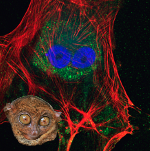 ferrag02's tweet photo. Tarsiers are haplorrhine primates of the family Tarsiidae so small that you can sometimes spot them under the lens of a confocal microscope. Here is a rare sighting of a tarsier pretending to be a mitral valve interstitial cells @EstiCastillero @lab_ferrari https://t.co/voGxaFa09P