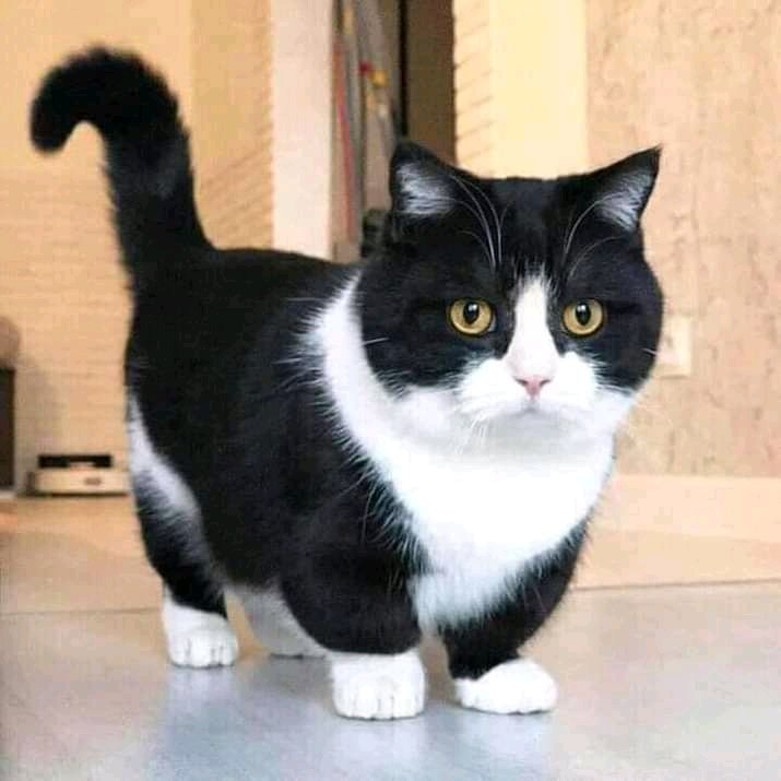 Sela Aw01 tweet media