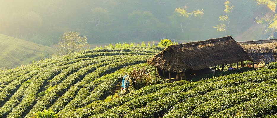 DSalernoTravel's tweet photo. #SriLanka has eight UNESCO World Heritage sites. Visit ancient cities, hike the flawless lowlands of the Sinharaja Forest Reserve and track leopard, elephants and other amazing wildlife in one of the 26 national parks!
#JanuaryTravel #DonnaSalernoTravel can help! https://t.co/5tfAEOc1ZR