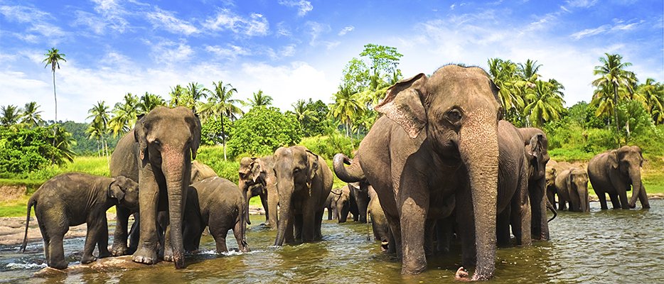 DSalernoTravel's tweet photo. #SriLanka has eight UNESCO World Heritage sites. Visit ancient cities, hike the flawless lowlands of the Sinharaja Forest Reserve and track leopard, elephants and other amazing wildlife in one of the 26 national parks!
#JanuaryTravel #DonnaSalernoTravel can help! https://t.co/5tfAEOc1ZR