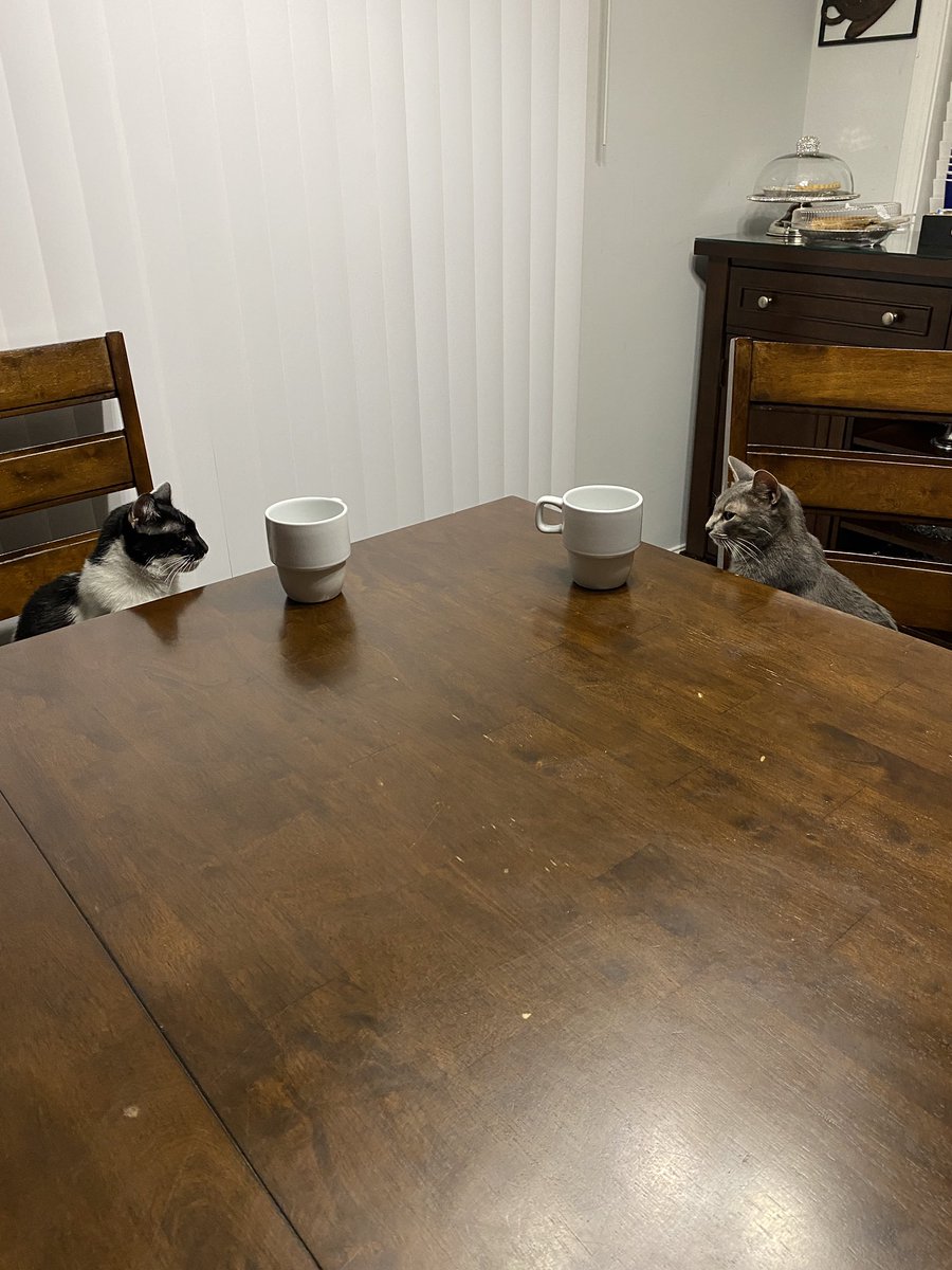 CatWorkers's tweet photo. (Coffee break. 📸 @ZainaSalah) https://t.co/oV0i07idmL