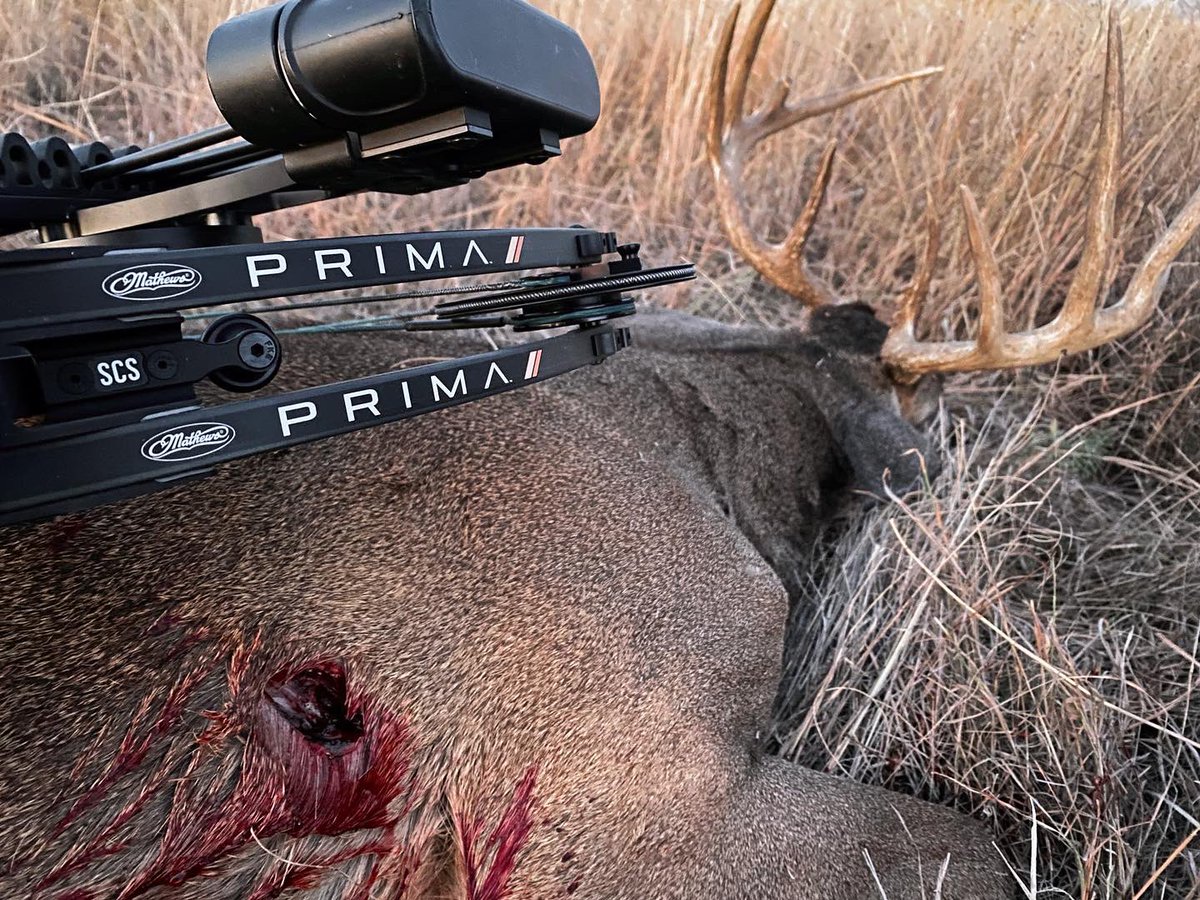 DruryOutdoors's tweet photo. BBD! @Taylor__Drury with a Texas 2” Rage in the Cage with her @Mathews_Archery Prima 🏹
This old buck was cruising looking for does and presented a 15-yard shot. Wade nailed the footage and he didn’t go far! Happy DEERcember from the Lone Star State ✅ #phase11 https://t.co/8MmT9KPoqj