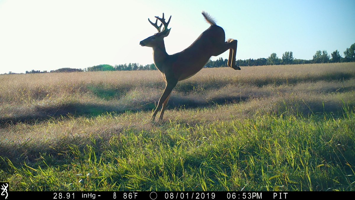 BrowningCams's tweet photo. Nothing runs like a "deer", and nothing captures images of them on the run like a Browning Trail Camera! Great image from Braydon Kreger!
#WhitetailWednesday #browningcameras #triggerspeed #trailcamology #trailcampics #Browning #gamecamera #deerhunting https://t.co/gCpQwS4NaK