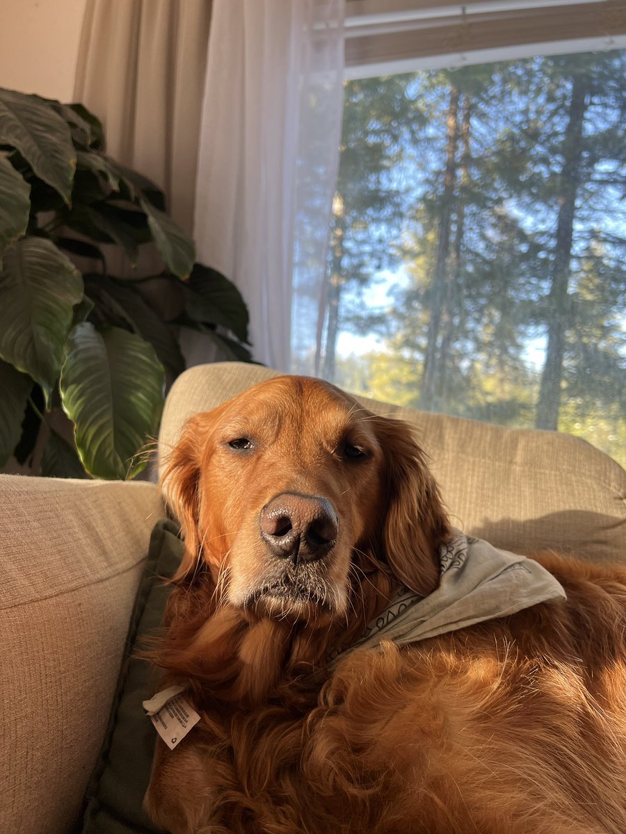 LisaAlkire's tweet photo. ILHSM. ❤️🐕 https://t.co/18MRFgmDJY