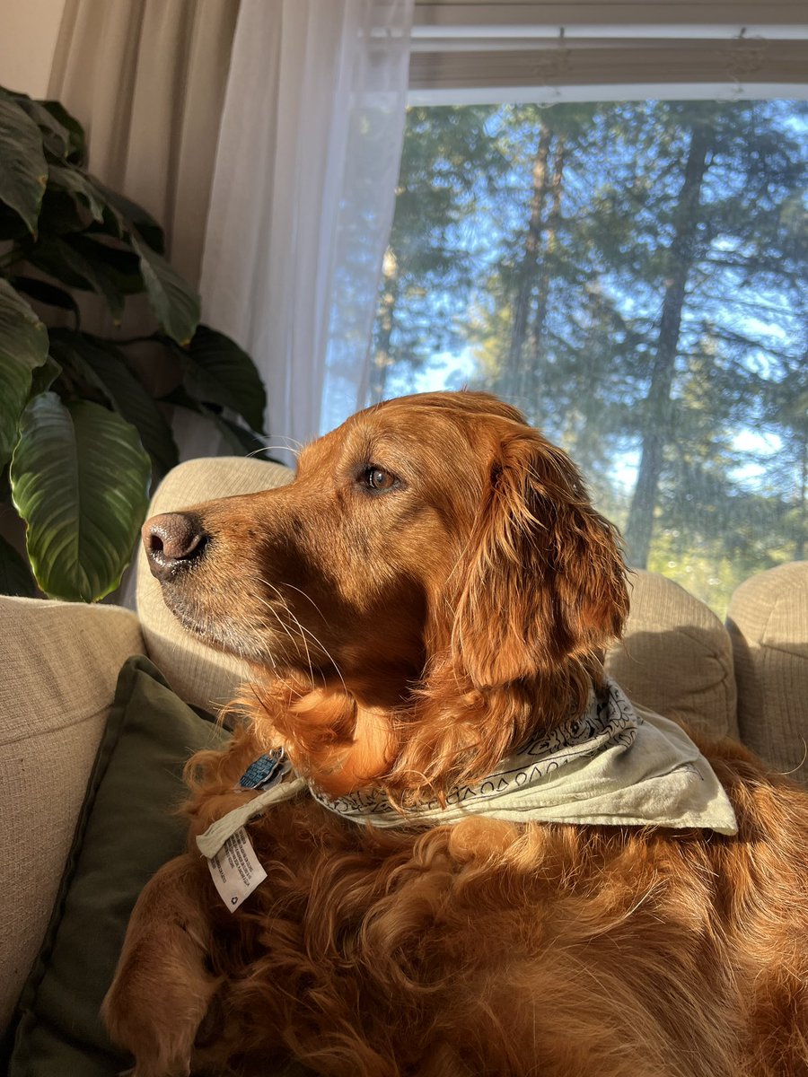 LisaAlkire's tweet photo. ILHSM. ❤️🐕 https://t.co/18MRFgmDJY