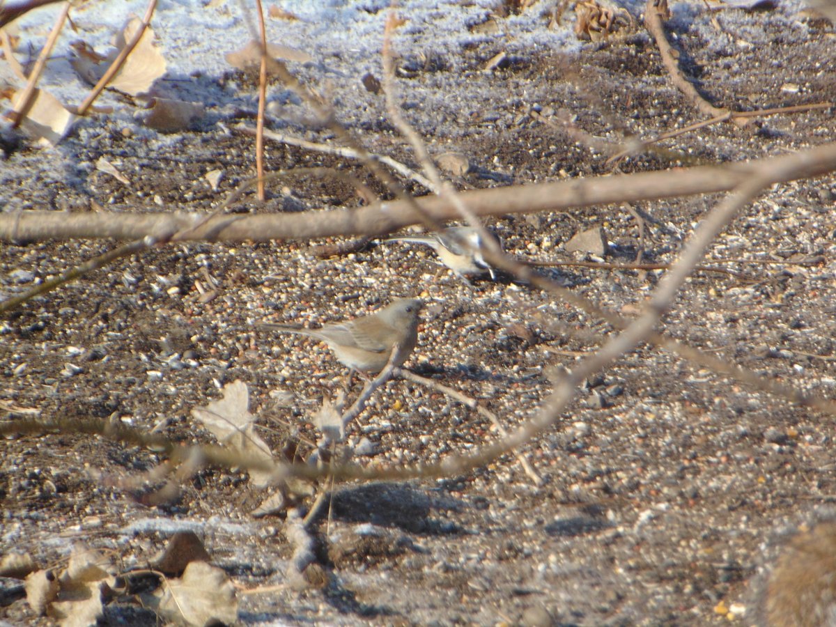 woldu4's tweet photo. #nature #NaturePhotography #birdwatching #Chikadee #Junco https://t.co/gxTsncgBLl