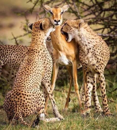 NMRussell2's tweet photo. This photo was taken at the exact moment when the Mother allowed the cheetah to catch her while she allowed her young ones escape.

This Reminded me of
 JOHN 15:13
Greater LOVE has no one than this; to lay down ones life for one's friends https://t.co/PshJSazCvS