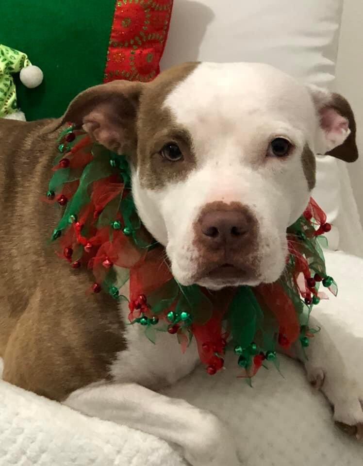 RemiMartinPR's tweet photo. Familia Vega La reina de corazones les desea a tod@s una hermosa noche! Mi niña hermosa, mi Siren!
♥️🐶👩🏻🎄
#MiHijaDe4Patas #HappyPit #AdoptedPit #PitbullLove https://t.co/IAMgs6dwMu