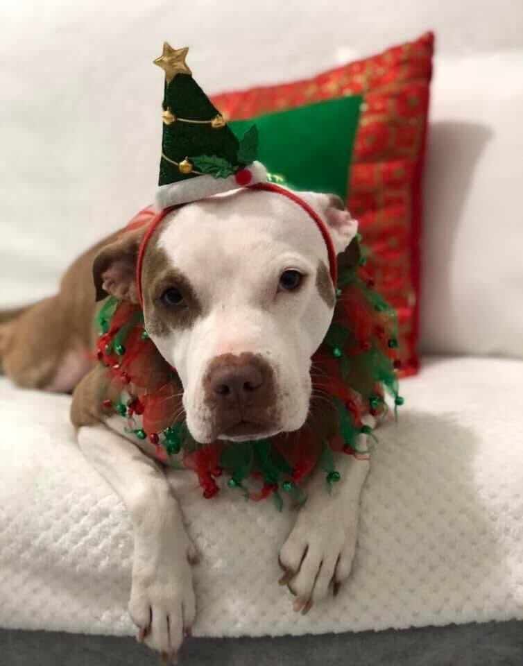 RemiMartinPR's tweet photo. Familia Vega La reina de corazones les desea a tod@s una hermosa noche! Mi niña hermosa, mi Siren!
♥️🐶👩🏻🎄
#MiHijaDe4Patas #HappyPit #AdoptedPit #PitbullLove https://t.co/IAMgs6dwMu