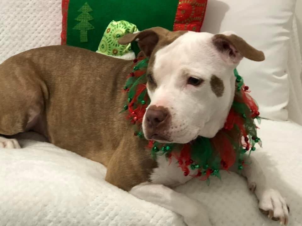 RemiMartinPR's tweet photo. Familia Vega La reina de corazones les desea a tod@s una hermosa noche! Mi niña hermosa, mi Siren!
♥️🐶👩🏻🎄
#MiHijaDe4Patas #HappyPit #AdoptedPit #PitbullLove https://t.co/IAMgs6dwMu