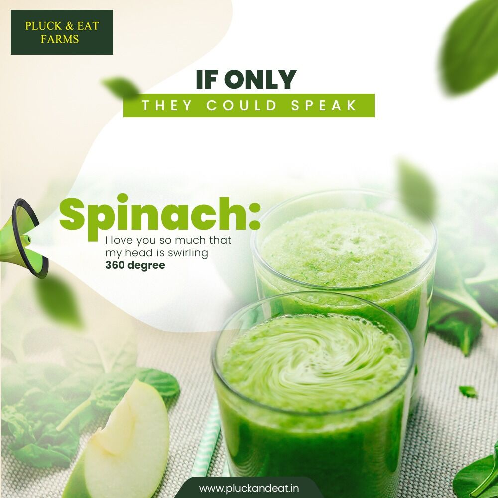 EatPluck's tweet photo. Spinach adores you with all its heart. It reduces blood sugar, aids in good bone health, aids in weight loss, boosts your immunity and does so much more to care for you. Meet your true lover at https://t.co/dMICzqDlme

#pluckandeat #pluckandeatfarms #hydroponicfarms #vegetables https://t.co/bvcSzSf5gX