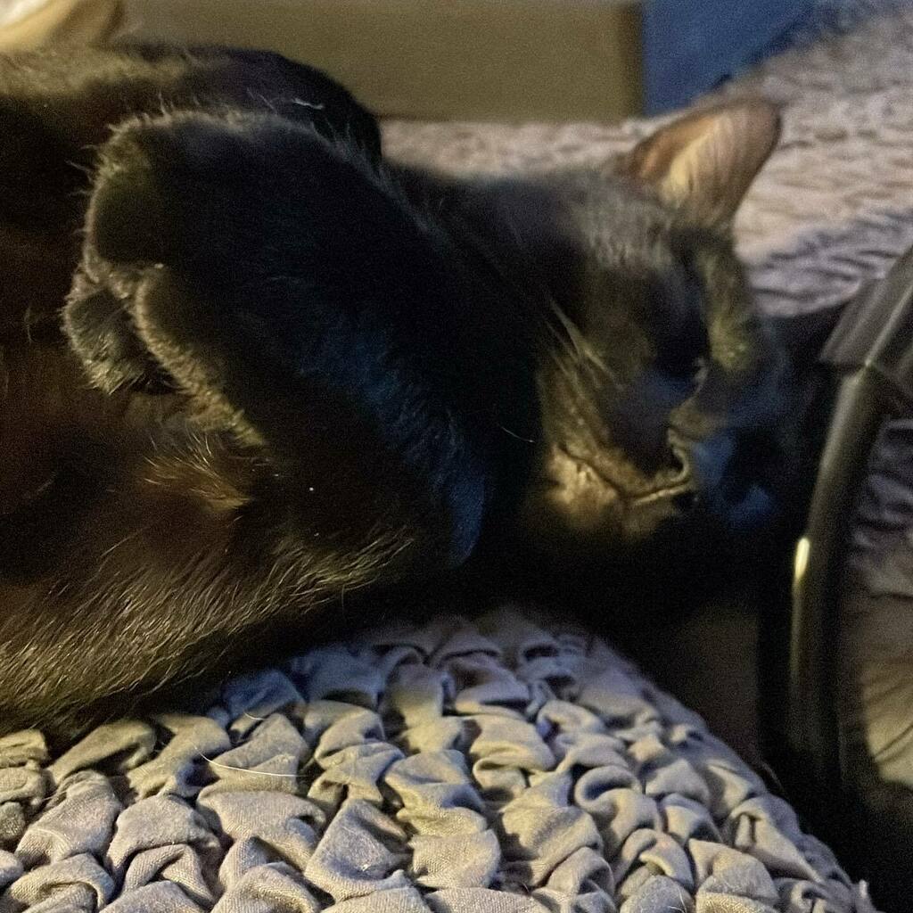 WagginTailsHstd's tweet photo. Ash is fast asleep stretched out on the couch. He looks so cute! We love him 😍
.
.
.
#cat #cats #catsofinstagram #catlover #homesteadanimals #homestead #homesteading #homesteadinglife #animals #animalsofinstagram #familiar #witch https://t.co/nPy7B6uvtu