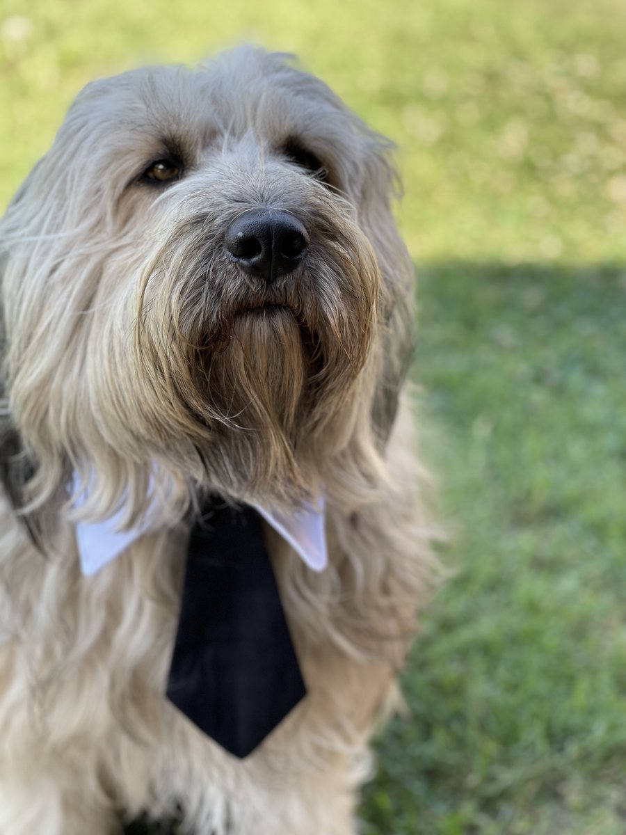billygoat's tweet photo. @seanhussey I’m so sorry for your loss, but I’m glad you all had so many years together. 

This is Max. He’s the Goofus to our other dog’s Gallant, but he cleans up well. https://t.co/x9rzSRaUtA