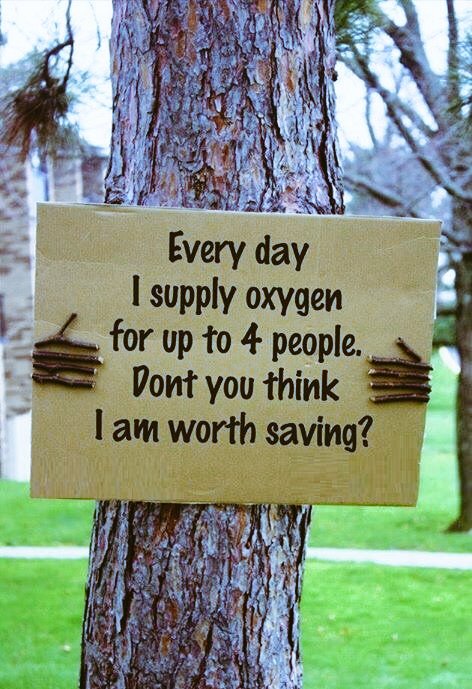 #trees are the most beautiful and helpfull creator of this #environment Let's #protect and plant more trees for our better future.
#NatureBeauty #environmental #sustainability #ClimateCrisis #ClimateAction #ClimateActionNow #plants #conservation #environmentawareness