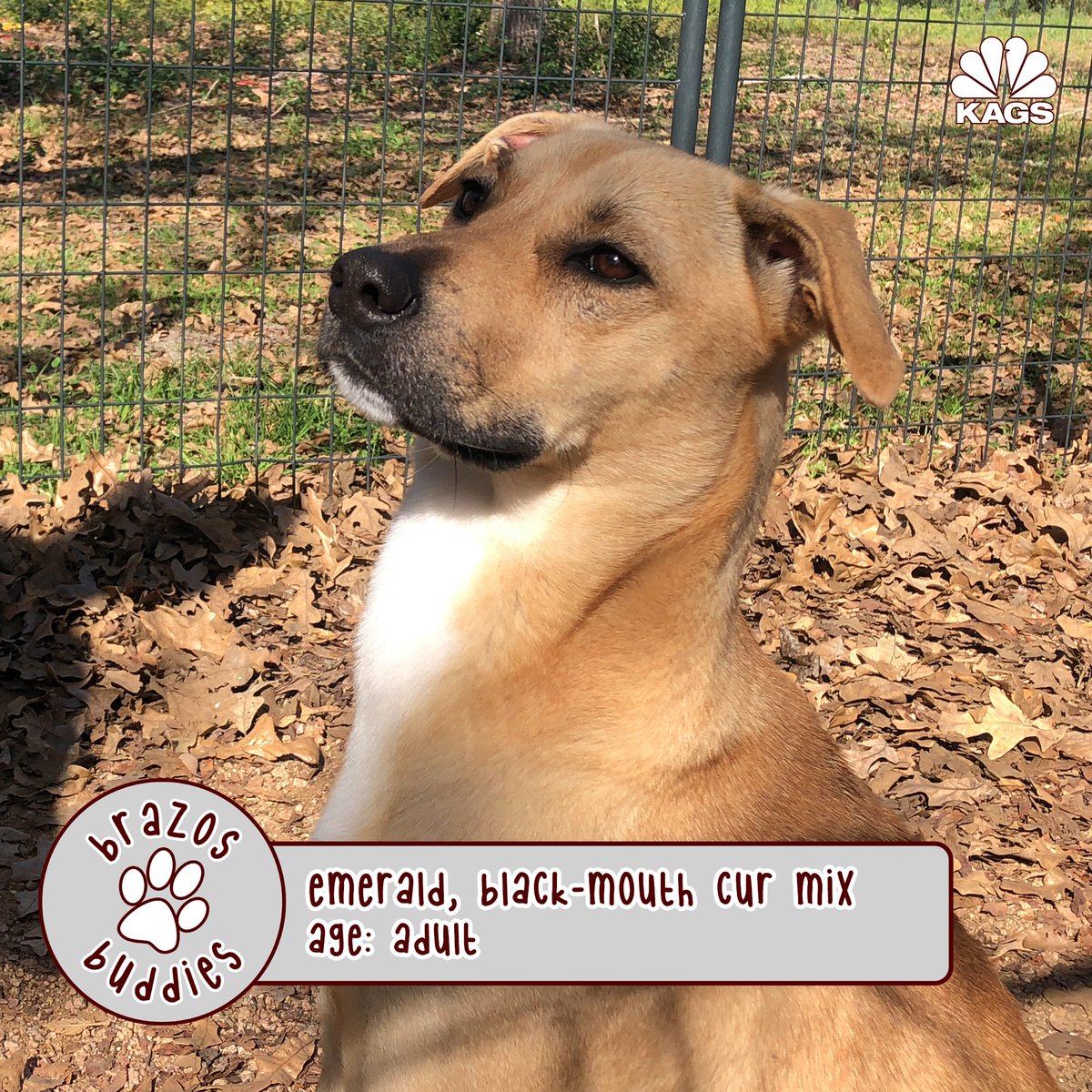 cierra_khou's tweet photo. This week's Brazos Buddy Emerald! 🐶🐾

She is an adult female black-mouth cur mix and loves treats. She's not a big fan of chew toys but loves to show off her tricks.

Emerald knows how to sit, spin and shake 'paws' on command! 

@KAGSnews @AggielandHumane https://t.co/W2HqoFFYyl