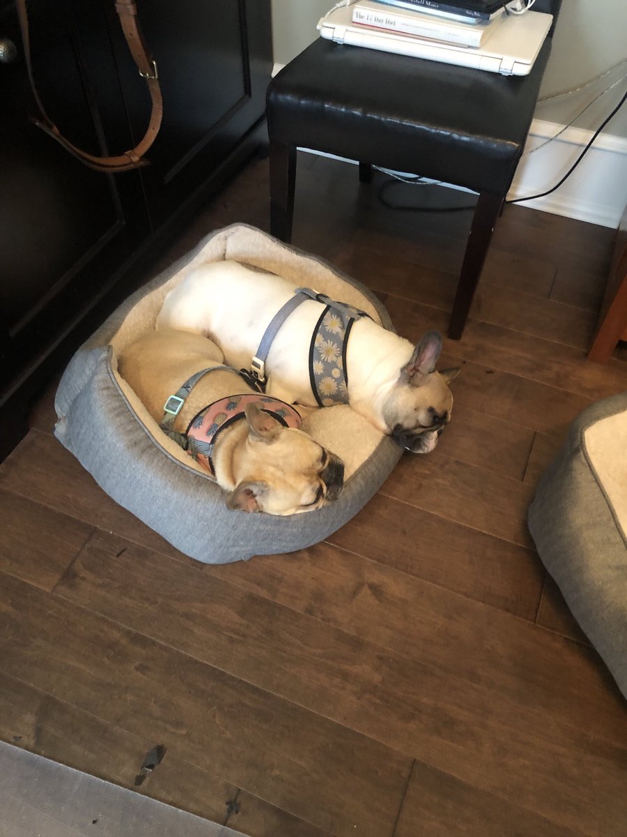 fxfryguy's tweet photo. I’m not sure where the phrase “working like a dog” comes from. These guys are barely awake, let alone work. https://t.co/i2DH66wGGi